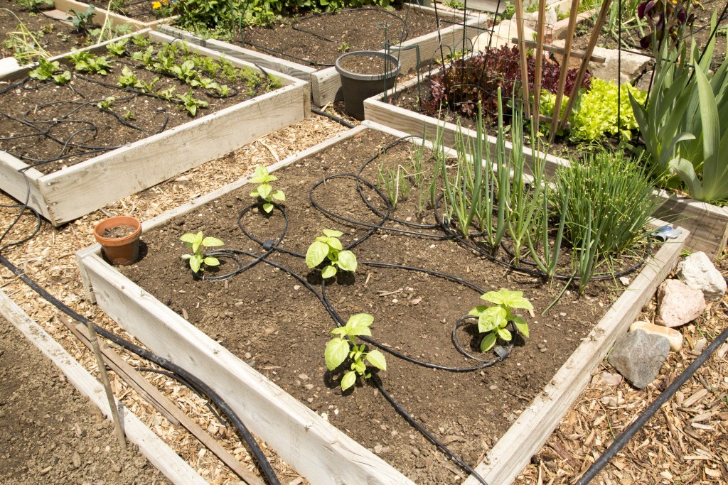 Basil, chives, green onions and now cucumbers. 