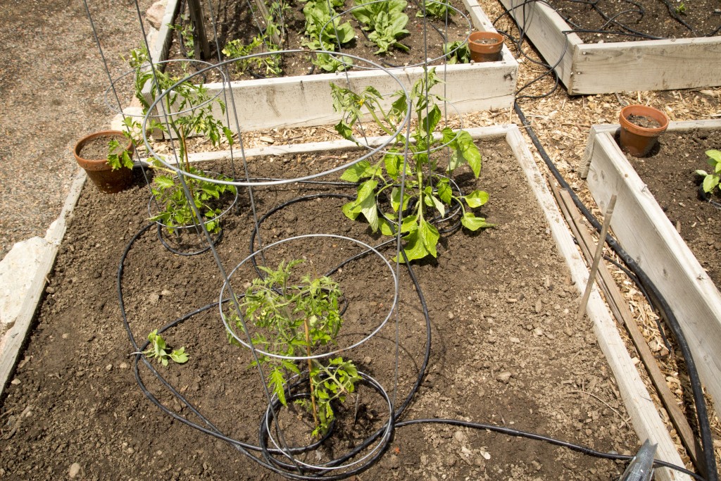 Three tomatoes and a bit of basil.