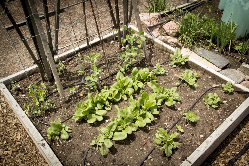 These are wayyy bigger now. A bunch of spinach, parsley and peas. 