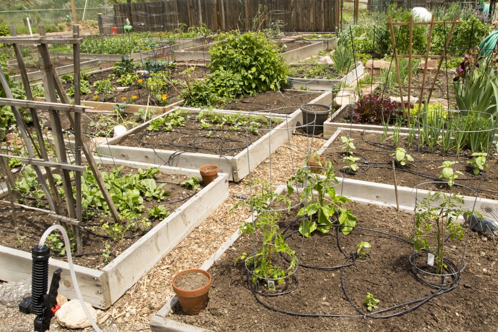 Coming along! We had our first real haul of salad greens the other night and it was superb. 