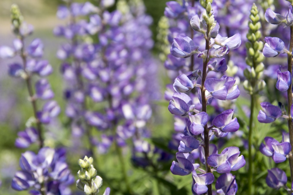 Alpine Lupin. 