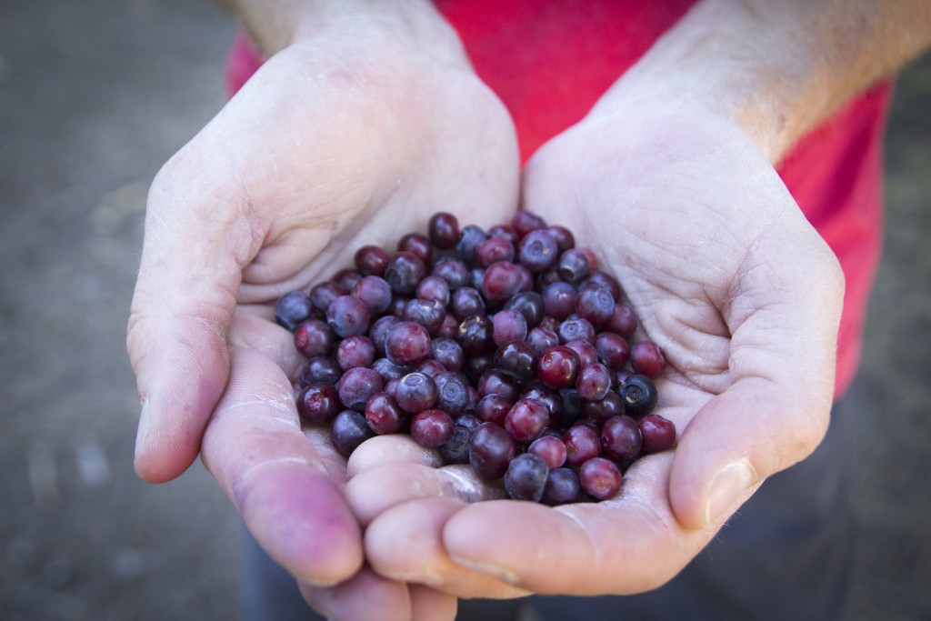 About five minutes worth of work in a meadow on Mt. Emily. Huckleberries are freakin delicious!