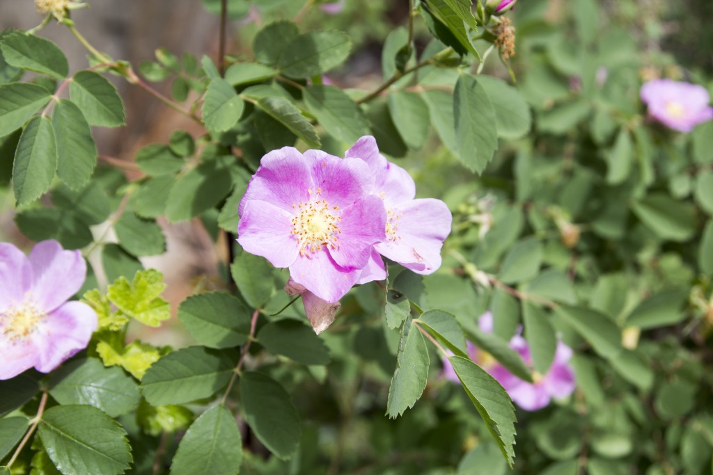 Some wild roses on Indy Pass. 