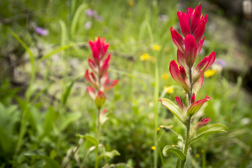 Indian Paintbrush