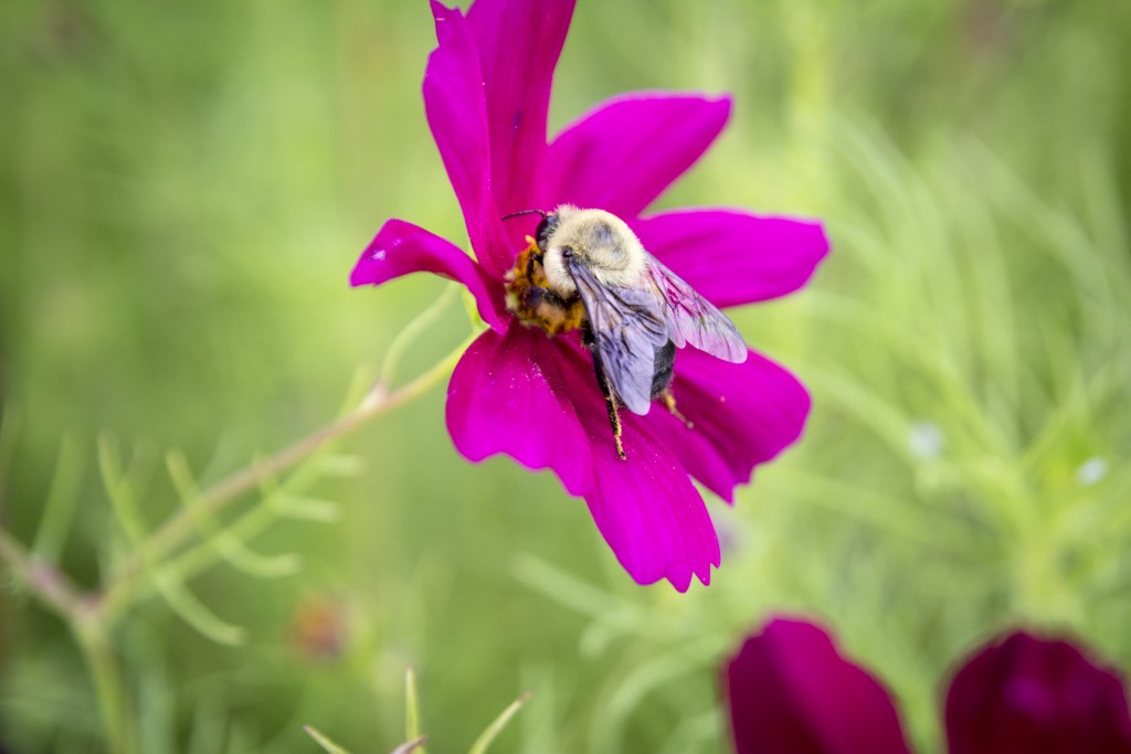 Bumblebee getting to work in the flower garden. 