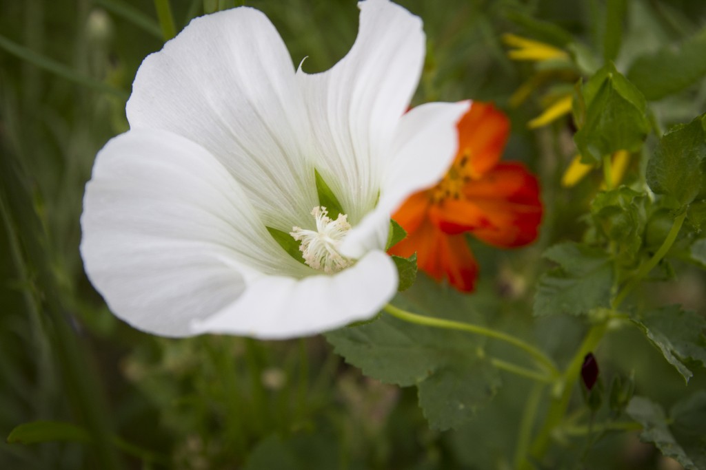 Nice flowers in the butterfly garden. 