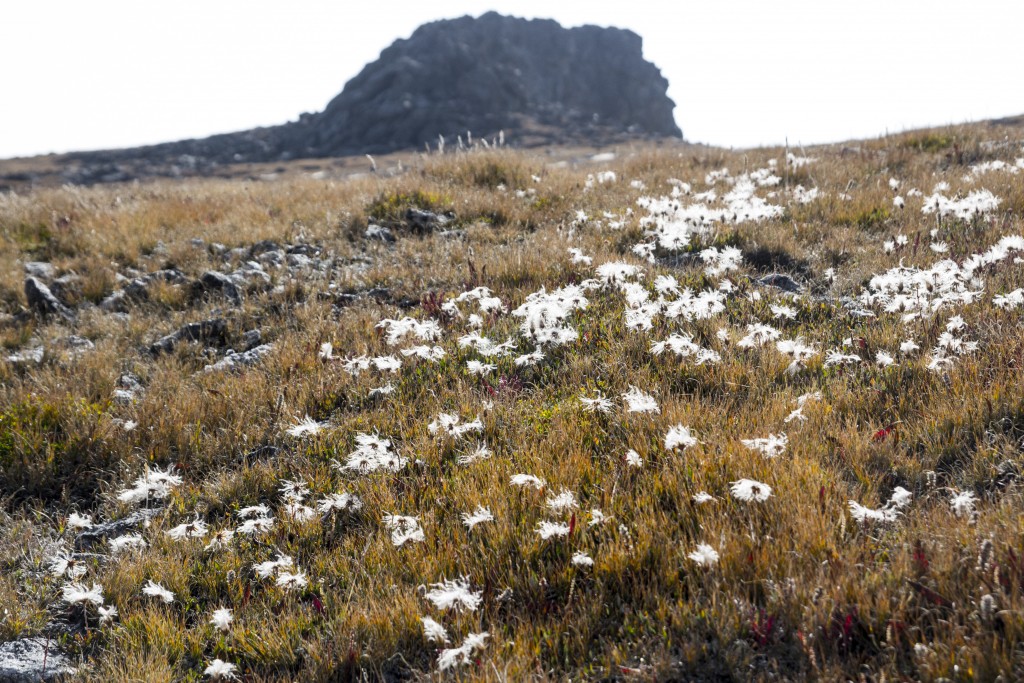 Alpine meadows teeming with pika. 