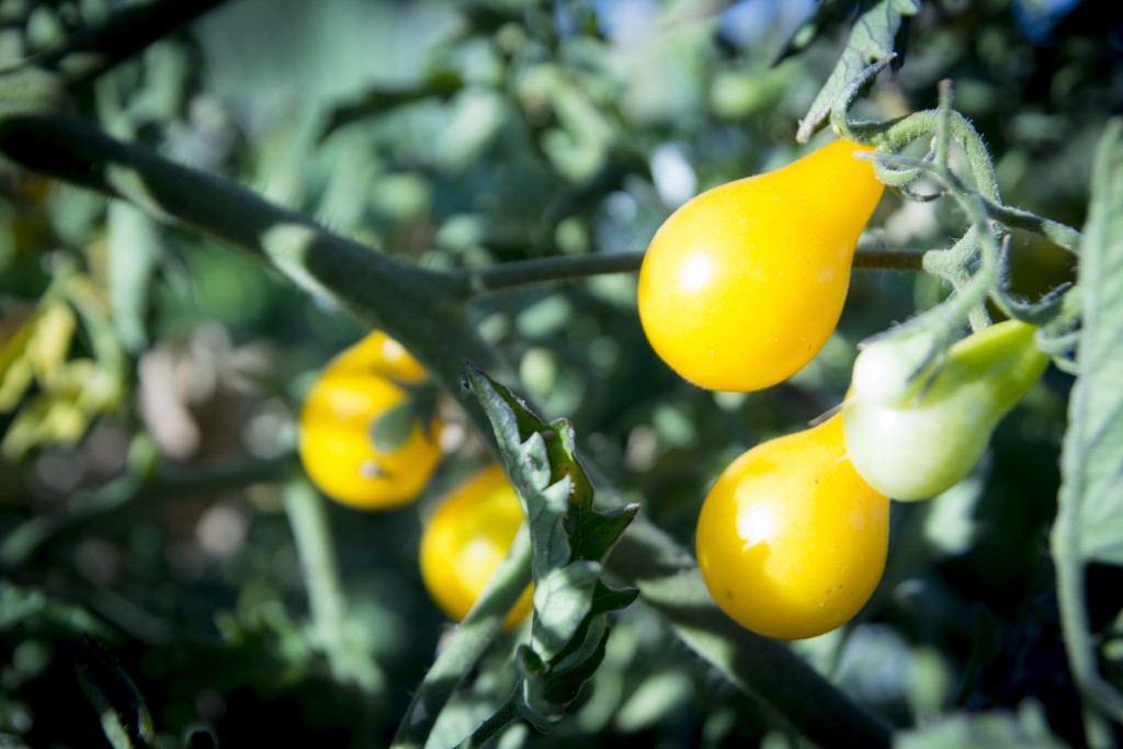 Our pear tomatoes are still going off.