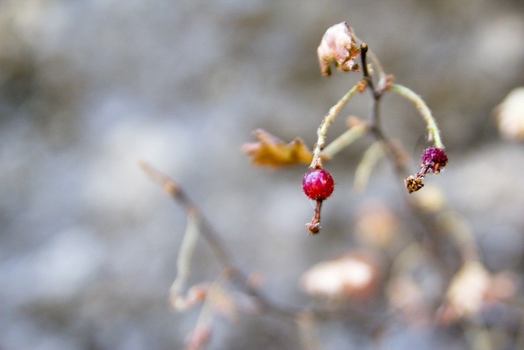 Fading currants.