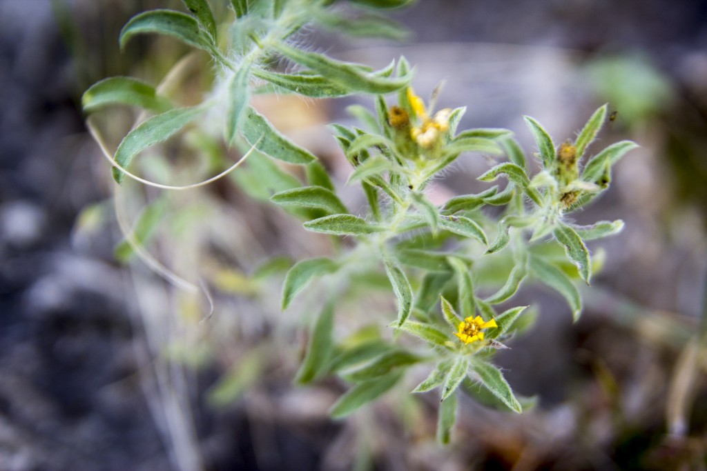 Desert flowers.