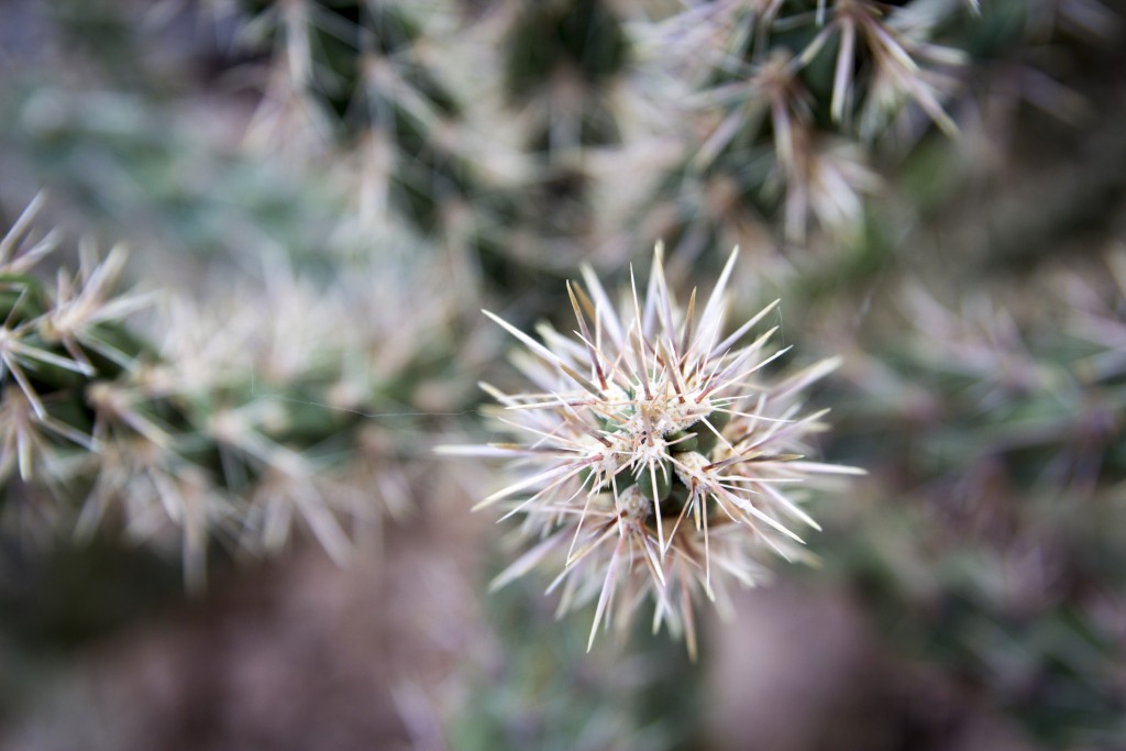 How much $$$ would you require to belly flop into a cholla? 