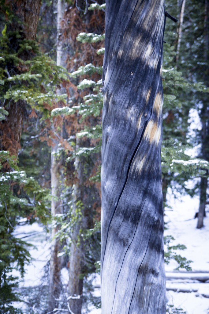 A beautiful snag on a snowy work day.