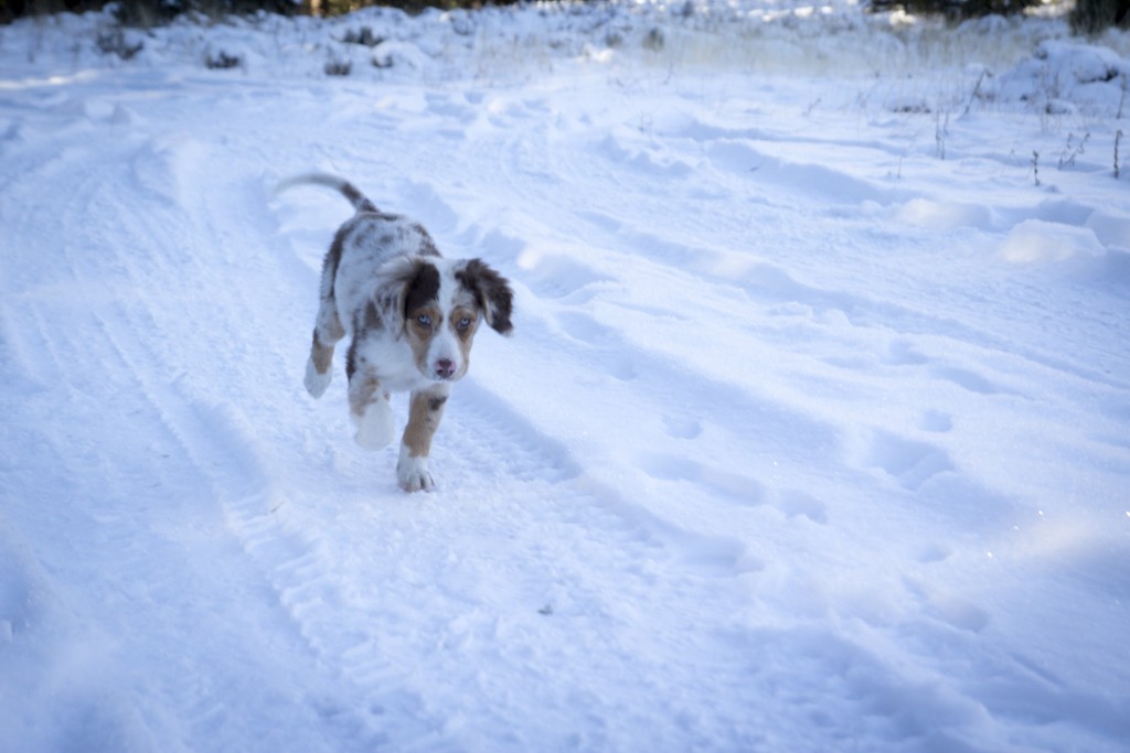 Chossy getting the hang of the snowy environment. She still gets cold fast, but she likes to run! 