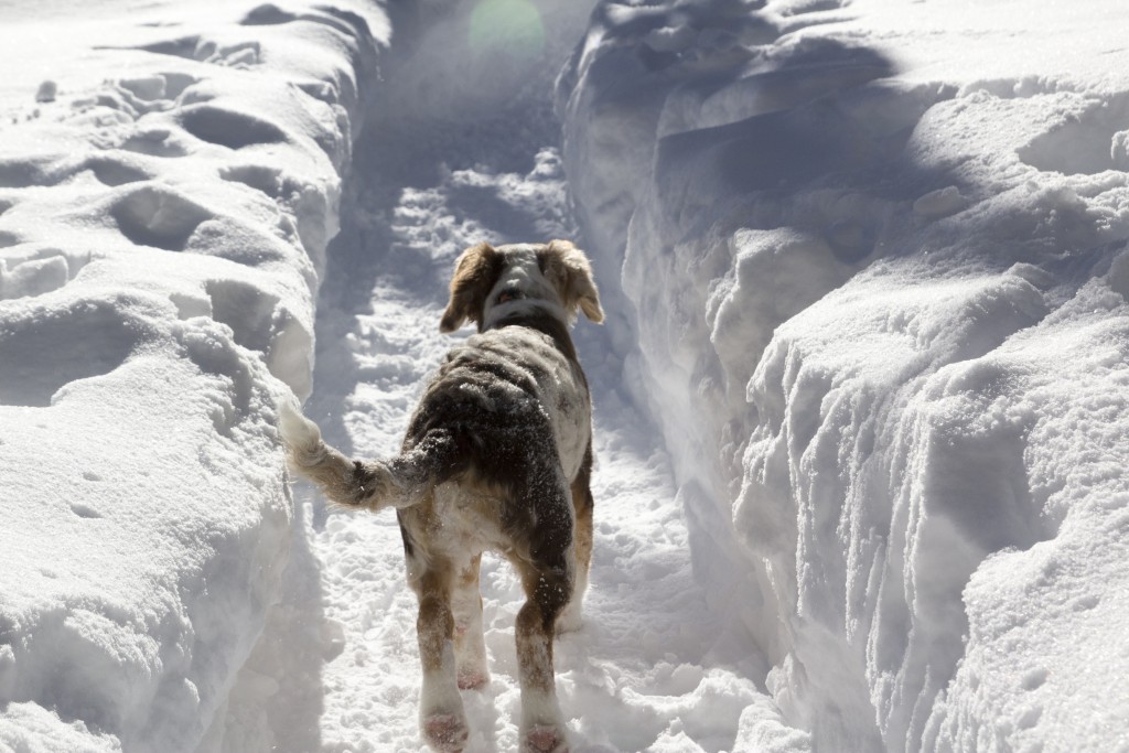 Choss could barely see out of the trench but seemed to enjoy the run anyhow! 