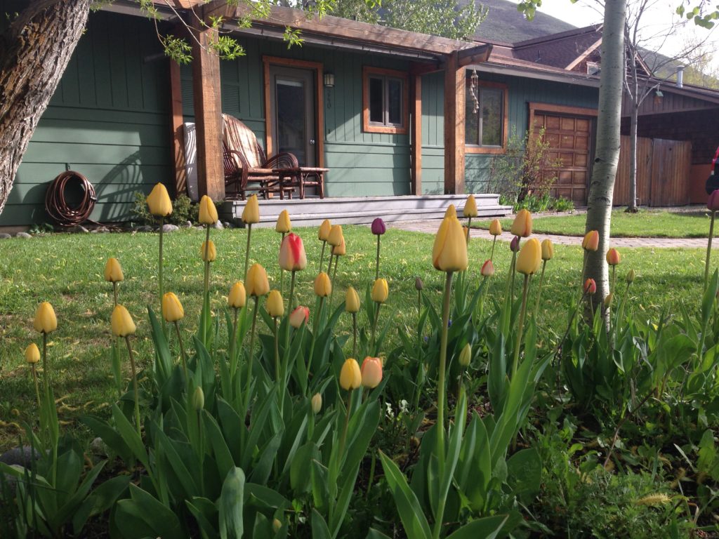 Tulips in the front yard.