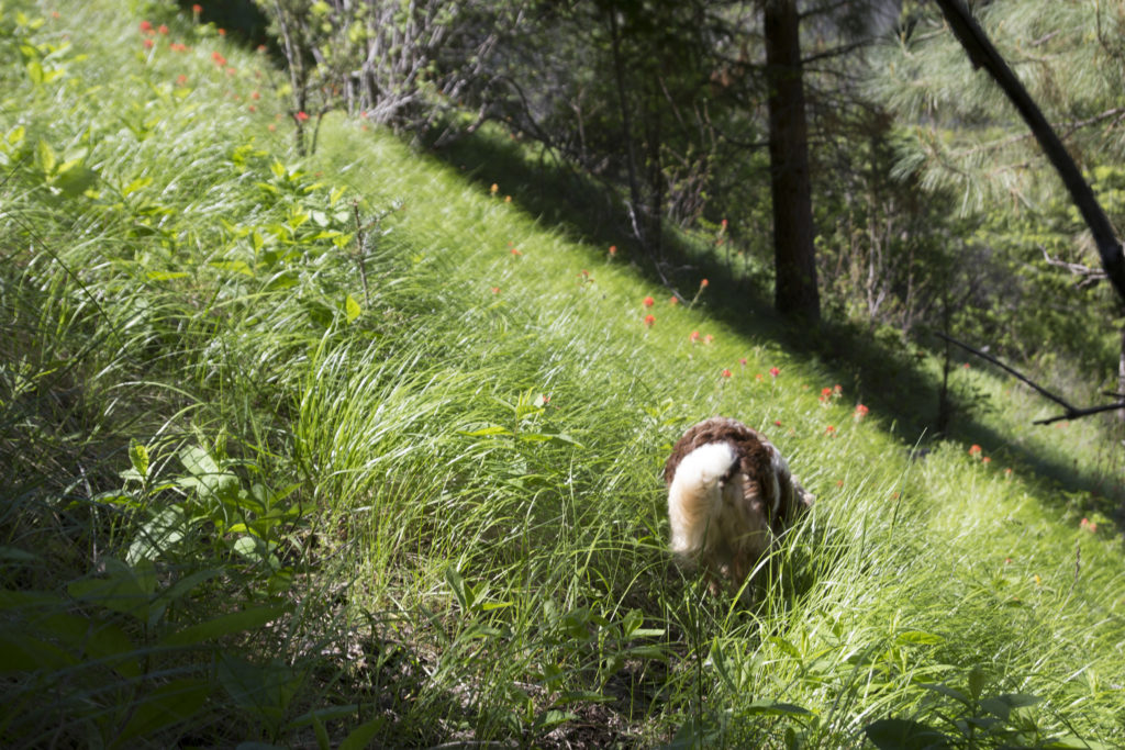 Chossy amid a thick carpet of wild grass and flowers. 