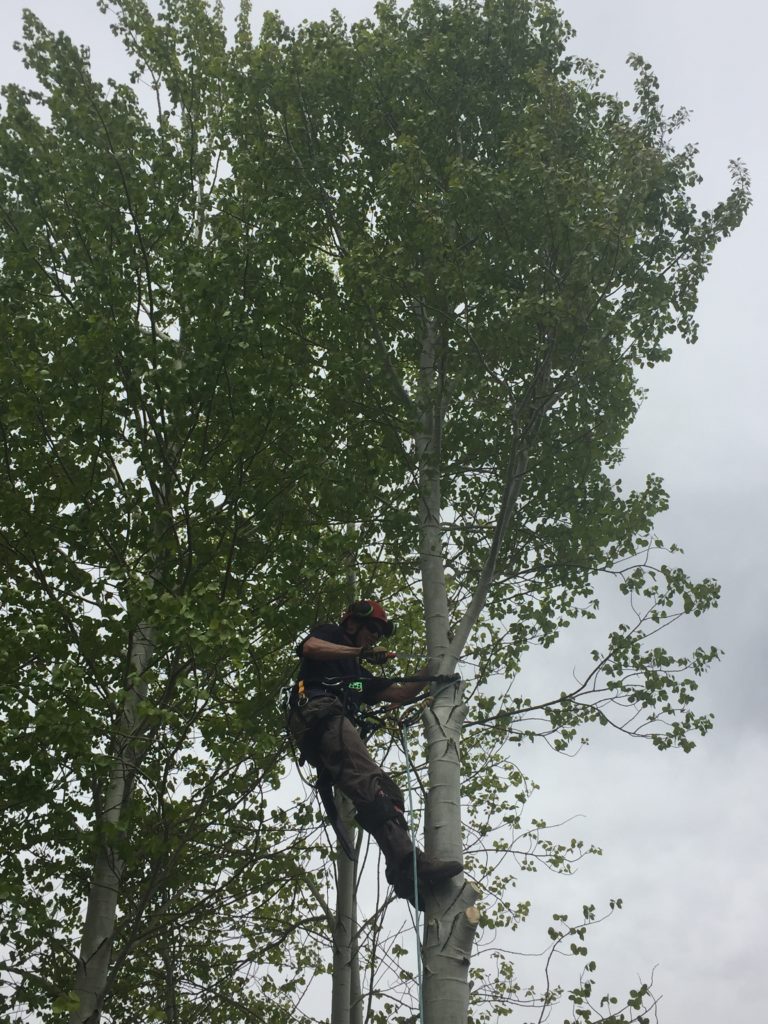 Climbing and taking down my first aspen. 