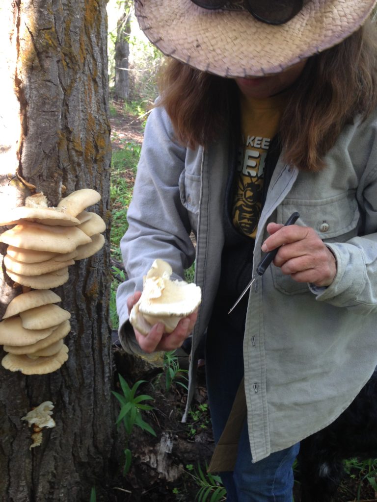 Mom finding some backyard mushrooms. 