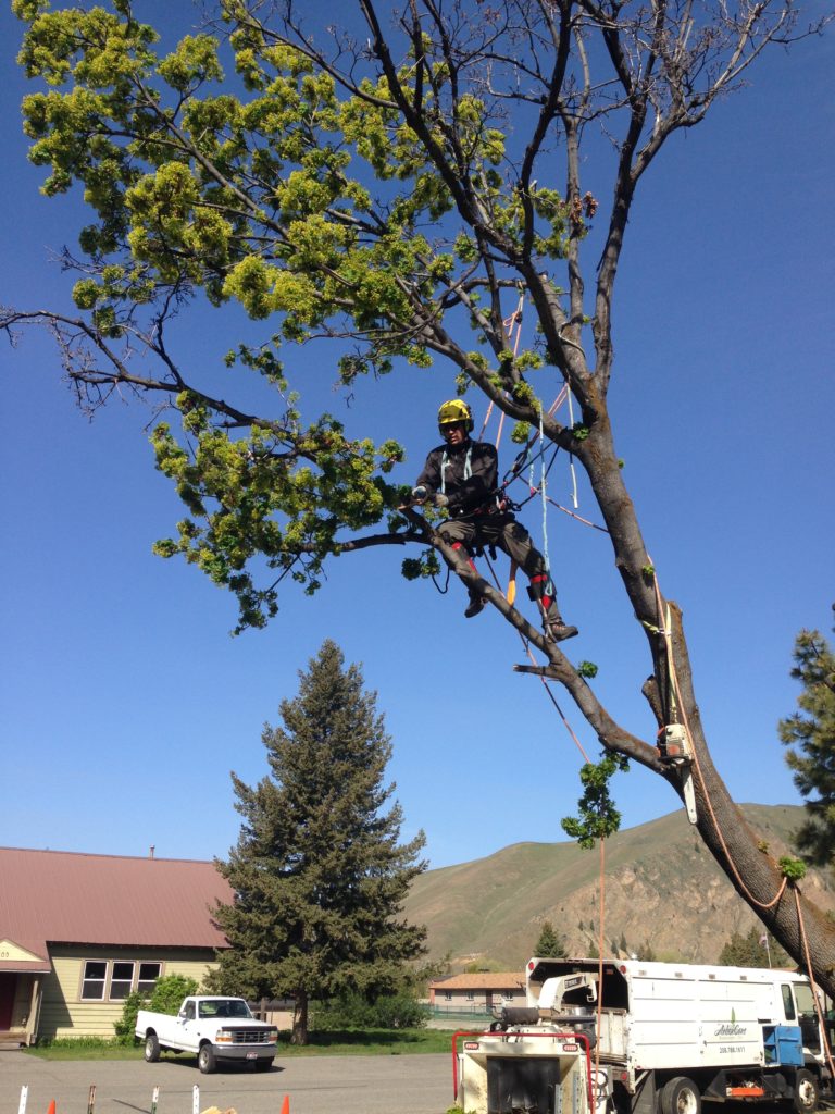 A tricky removal in Hailey. The Nick is on had to be controlled with ropes so it wouldn't crush a fence and wood pile below. 