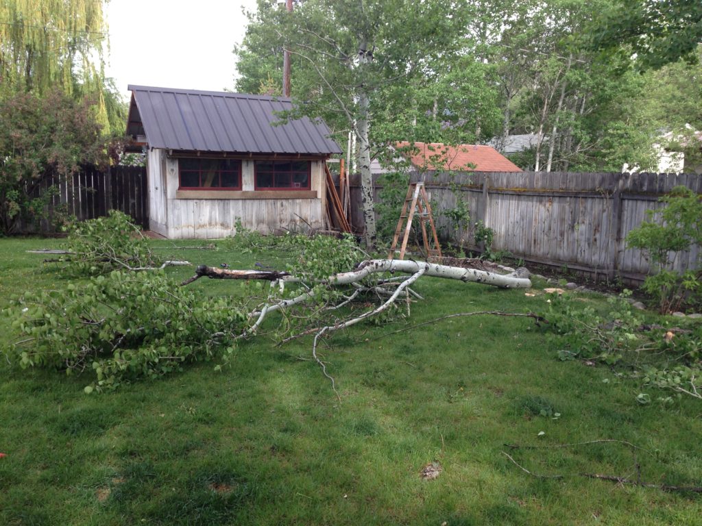 Out with the old, in with the new. Making room for some future fruit trees by removing a sickly aspen. Asian pears??