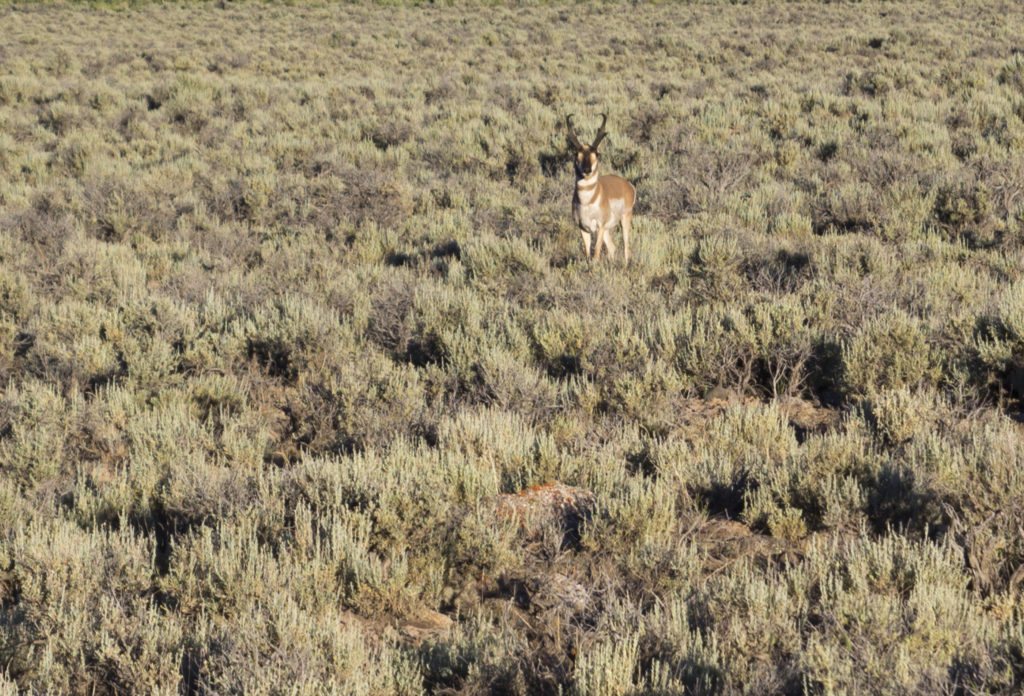 Antelope checking us out along the way.