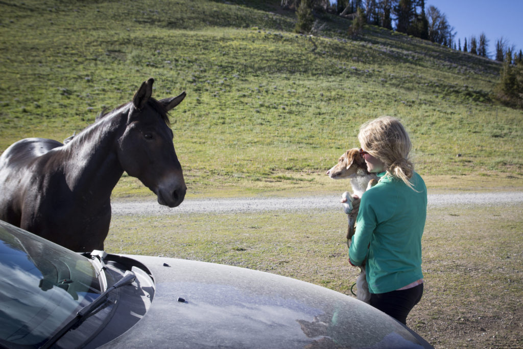 Chossy meeting her first horse. They were totally buds until Chossy realized how large a horse is. 