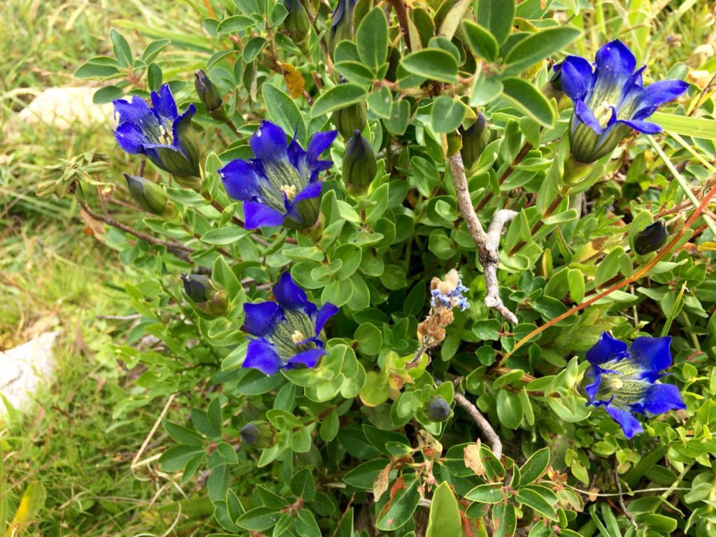 wildflowers1