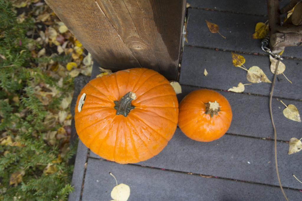 pumpkins